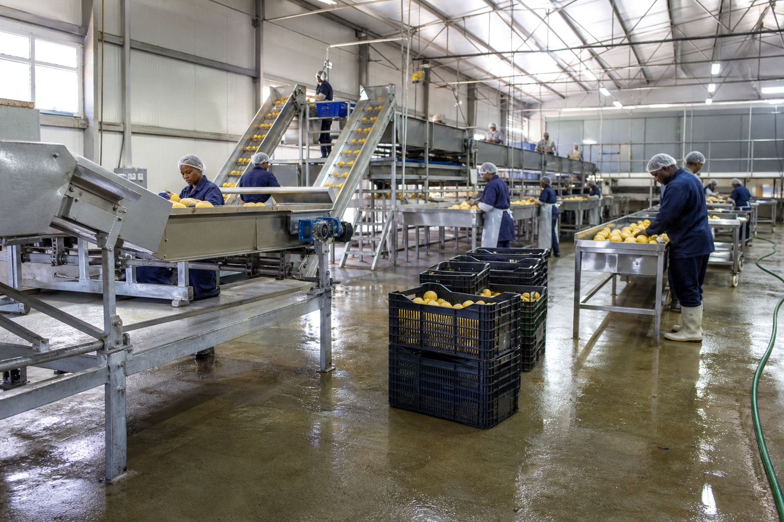 Agricultural Packing